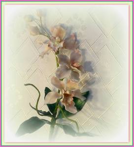 Sugar Orchid Cymbidium